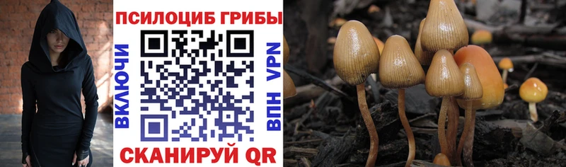 Галлюциногенные грибы MAGIC MUSHROOMS  где найти   Покровск 
